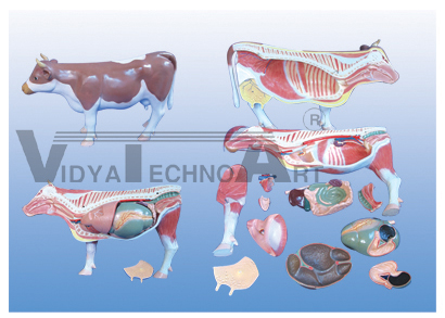 The dissection model of cattle(18parts)